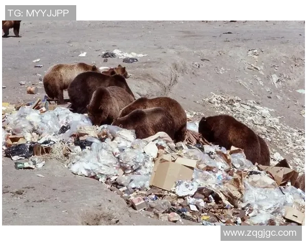 灰熊生存现状及其栖息地保护措施探讨